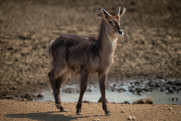 Young male common waterbuck stands beside waterhole