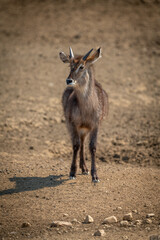 Young male common waterbuck stands eyeing camera