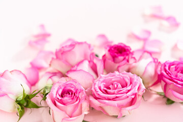 Pink roses