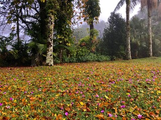 Petals lying on the lawn. In the background tropical vegetation with morning fog. Brazil Near Sao Paulo