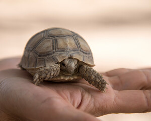 Baby Tortoise in a Hand