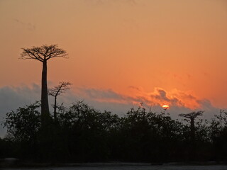 Baobab trees at sunrise at the avenue of the baobabs in Morondava　(Madagascar)