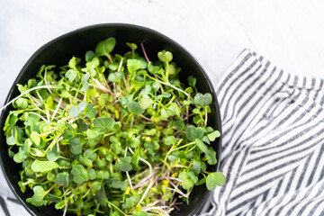 Microgreens