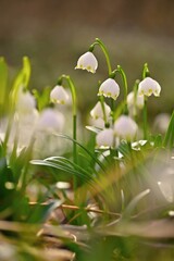 Spring snowflake flower (Leucojum vernum).