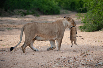 Female lion carrying her cub on a safari in South Africa