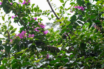 Bottom view of small violet flower