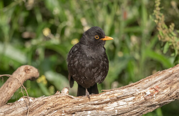 Blackbird