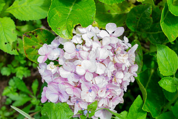 Beautiful flower in the garden