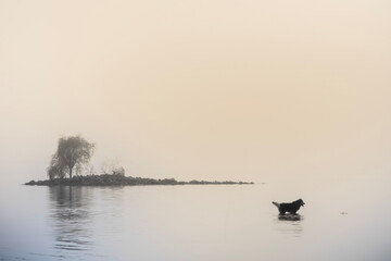 Dog silhouette in foggy water