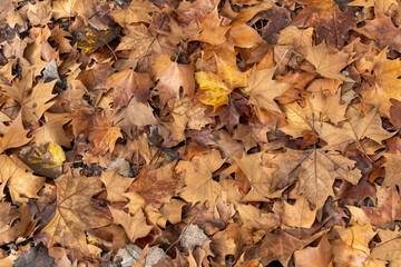Dry autumn leaves fallen on the ground in the countryside. Autumn concept.
