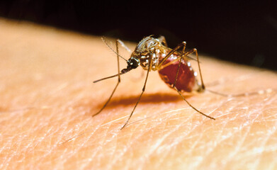 malaria mosquito anopheles full of human blood