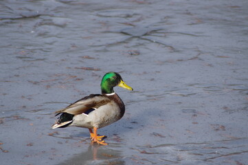 Obraz premium 愛らしいシルエット、冬の使者、水辺のアイドル鴨