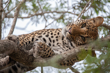 Portrait of a young female Leopard seen on a safari in South Africa