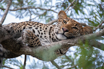 Portrait of a young female Leopard seen on a safari in South Africa