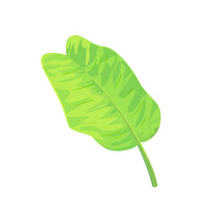 The banana leaf isolated on white background. Vector illustration of houseplants
