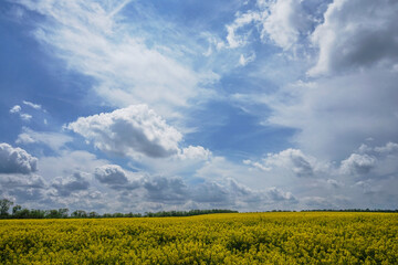 Spring landscape. Yellow blooming  field and amazing blue sky