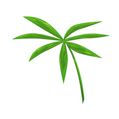 The Rhapis Palm isolated on white background. Vector illustration of houseplants