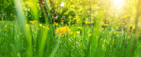Fototapeta na wymiar Green field with yellow dandelions шт spring on the ground