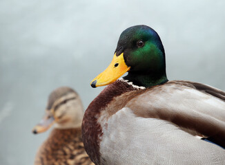 A couple of  mallards