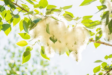 Poplar fluff on a tree branch against the blue sky.