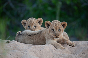 2 Lion cubs seen on a safari in South Africa
