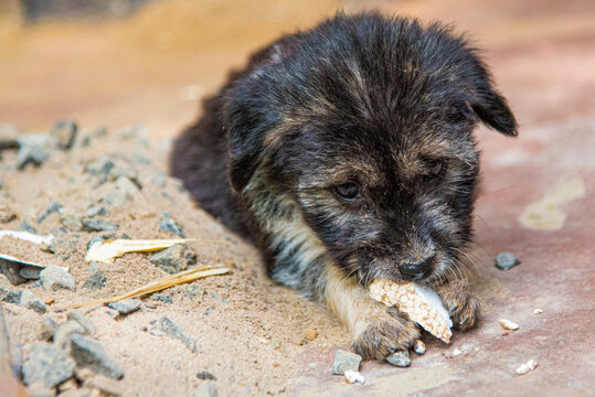 little mixed puppy on beach