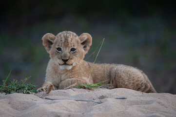 Tiny Lion cub seen on a safari in South Africa