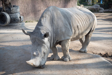 Naklejka premium white rhino in zoo