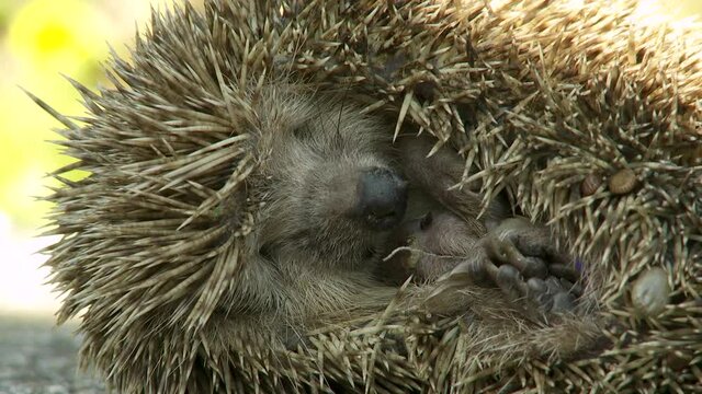 A hedgehog is any of the spiny mammals of the subfamily