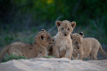 A Litter of Lion cubs seen on a safari in South Africa