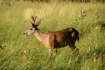 Naklejka na ściany i meble Profile of Male Deer in Long Grass