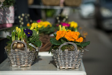 Closeup of colorful primroses at the florist showroom in the street