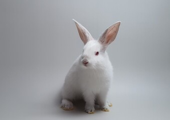 회색배경의 귀여운 흰색토끼