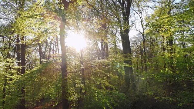 Forest in spring, with fresh tender foliage and the sun, the camera flying backwards