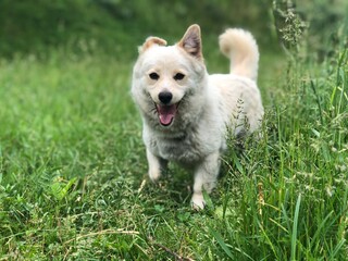 white dog on grass