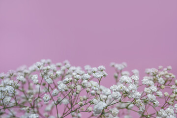 Floral beautiful pastel pink background. White small flowers. Flowers Gypsophila.