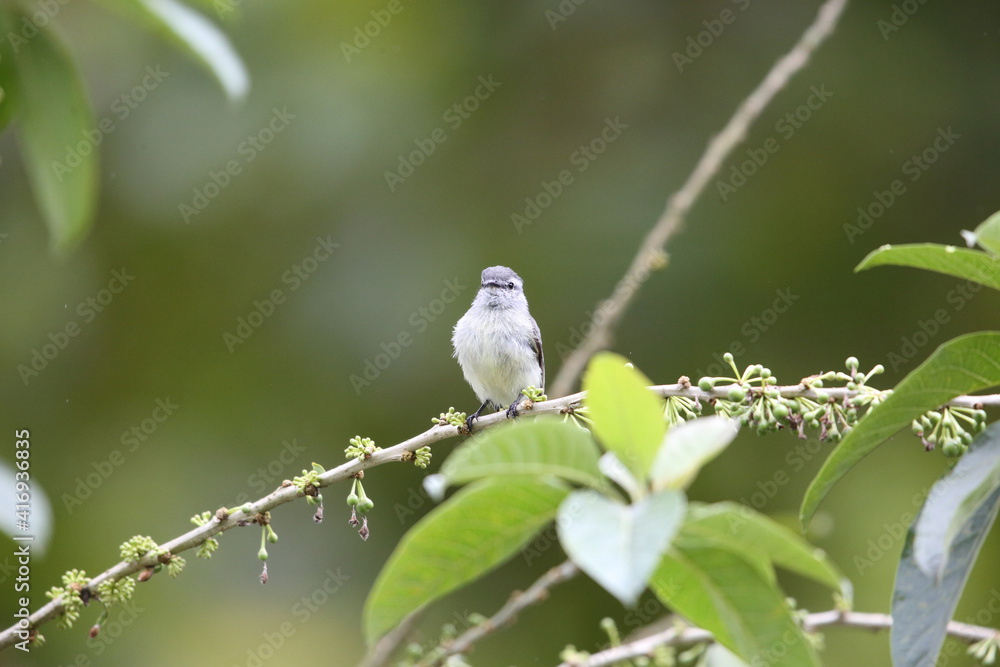 Sticker southern beardless-tyrannulet (camptostoma obsoletum) in equador, south america