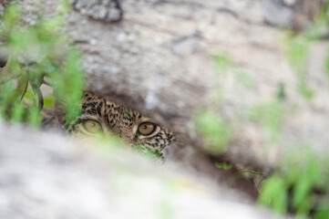 Leopard staring at the camera through a gap between two trees on a safari in South Africa