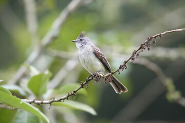 Southern Beardless-Tyrannulet (Camptostoma obsoletum) in Equador, South America