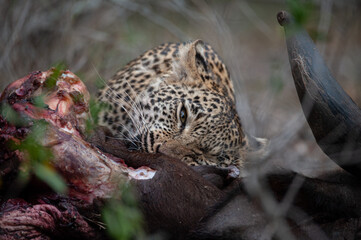 An orphaned young Leopard seen scavenging on a Cape Buffalo carcass on a safari i South Africa
