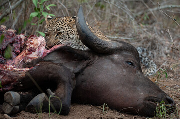 An orphaned young Leopard seen scavenging on a Cape Buffalo carcass on a safari i South Africa