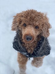 dog in snow