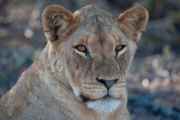 A young female Lion seen on a safari in South Africa