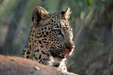 Naklejka premium An orphaned young Leopard seen scavenging on a Cape Buffalo carcass on a safari i South Africa