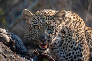 Obraz premium An orphaned young Leopard seen scavenging on a Cape Buffalo carcass on a safari i South Africa