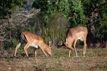 Fototapeta premium 2 Impala rams fighting on a safari in Kruger National Park