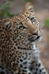 Portrait of a young female Leopard seen on a safari in South Africa