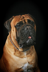 Obraz premium portrait of a bullmastiff isolated on black 