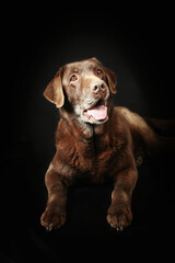 brown old labrador isolated on black 