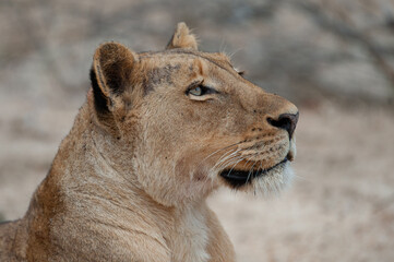 A young female Lion seen on a safari in South Africa
